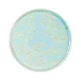 Тарелка «Фрост» с бортом фарфор D=210,H=19мм зелен., Цвет: Зеленый, Диаметр (мм): 210