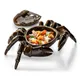 Емкость для закусок «Ро Дизайн Бай Эрбиси» в виде краба керамика 130мл D=26,H=17см коричнев., изображение 3