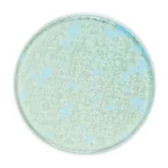 Тарелка «Фрост» с бортом фарфор D=260,H=19мм зелен., Цвет: Зеленый, Диаметр (мм): 260