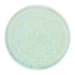 Тарелка «Фрост» с бортом фарфор D=280,H=18мм зелен., Цвет: Зеленый, Диаметр (мм): 280