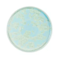 Тарелка «Фрост» с бортом фарфор D=210,H=19мм зелен., Цвет: Зеленый, Диаметр (мм): 210