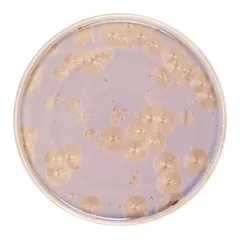 Тарелка «Фрост» с бортом фарфор D=280,H=18мм коричнев., Цвет: Коричневый, Диаметр (мм): 280