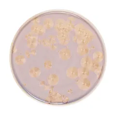 Тарелка «Фрост» с бортом фарфор D=260,H=19мм коричнев., Цвет: Коричневый, Диаметр (мм): 260