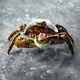 Емкость для закусок «Ро Дизайн Бай Эрбиси» в виде краба керамика 130мл D=26,H=17см коричнев., изображение 2