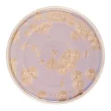 Тарелка «Фрост» с бортом фарфор D=280,H=18мм коричнев., Цвет: Коричневый, Диаметр (мм): 280