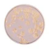 Тарелка «Фрост» с бортом фарфор D=260,H=19мм коричнев., Цвет: Коричневый, Диаметр (мм): 260