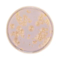 Тарелка «Фрост» с бортом фарфор D=210,H=19мм коричнев., Цвет: Коричневый, Диаметр (мм): 210