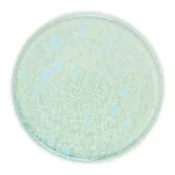 Тарелка «Фрост» с бортом фарфор D=280,H=18мм зелен., Цвет: Зеленый, Диаметр (мм): 280