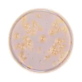 Тарелка «Фрост» с бортом фарфор D=210,H=19мм коричнев., Цвет: Коричневый, Диаметр (мм): 210